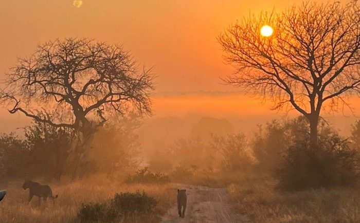 lions-walking-on-sand-road-at-sunset