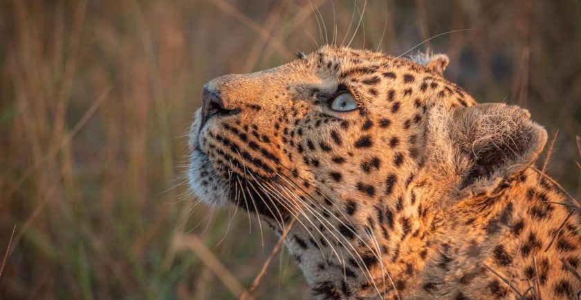 Close-up of a leopard's face looking upward, showcasing its striking blue eyes and detailed fur pattern, surrounded by the natural grasslands of Sabi Sand Reserve.