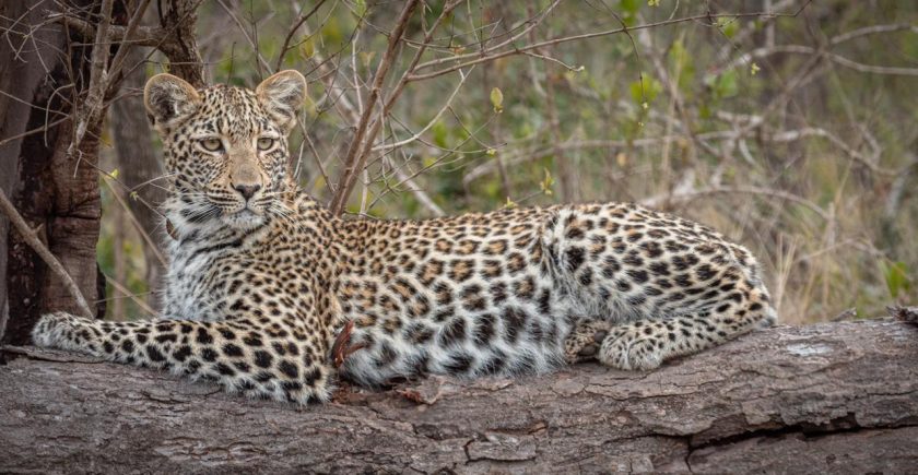 leopard-cub-lying-on-a-tree-branch