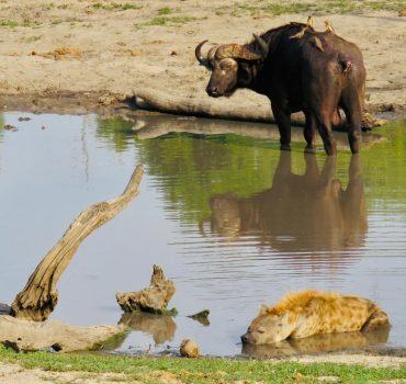 Hyena-and-Buffalo-in-water