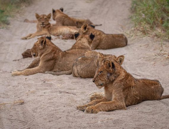 pride-of-lions-lying-on-a-sand
