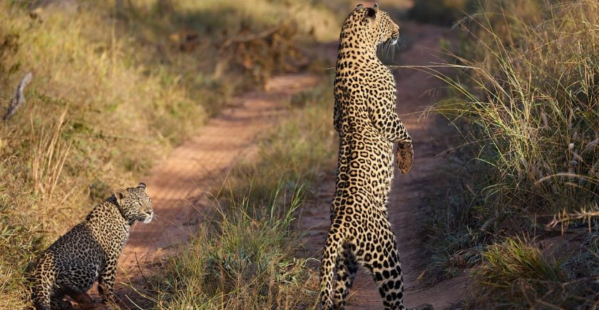 leopard-hunting