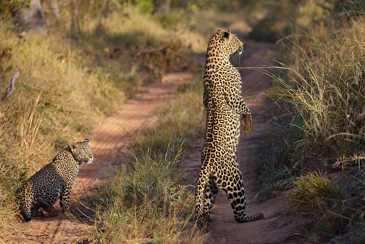 Leopardess and cub on a hunt - Arathusa Safari Lodge