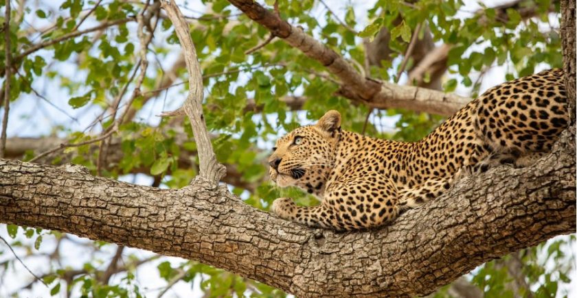 leopard-lying-in-a-tree