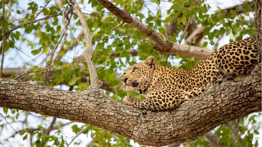 leopard-lying-in-a-tree