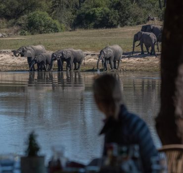 elephants-drinking-from-a-waterhole