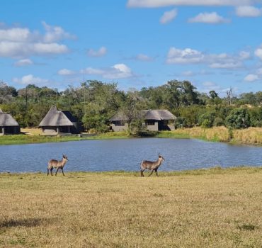 impala-walking-past-a-waterhole