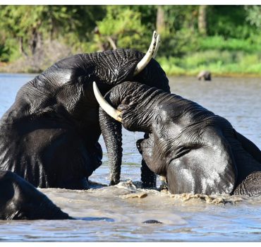 Elephants-playing-in-water