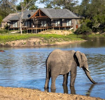 Elephant drinking at the waterhole with lodges in the background at Arathusa Safari Lodge