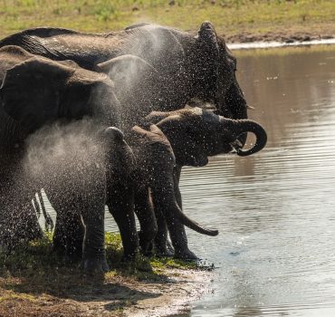 Elephant family spraying water and enjoying at the waterhole at Arathusa Safari Lodge