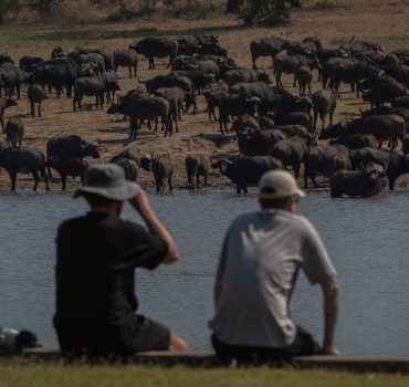 Two people observing a large herd of buffalo at the waterhole in Arathusa Safari Lodge