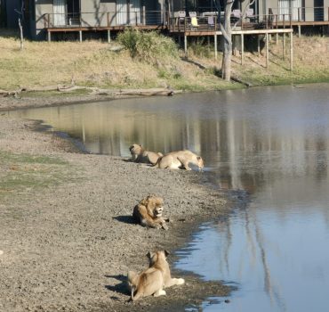 Lions resting and drinking at the waterhole with lodges in the background at Arathusa Safari Lodge