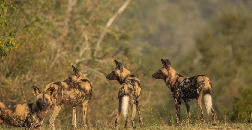 pack-of-wild-dogs-standing