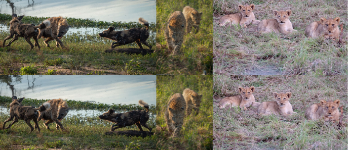 a-collage-of-wildlife-photos