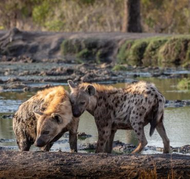 two-hyenas-playing-in-the-mud