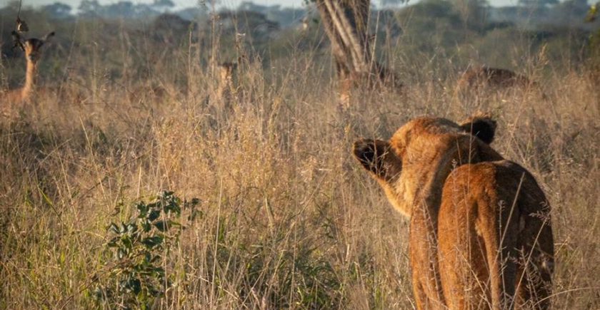 lion-standing-in-long-grass