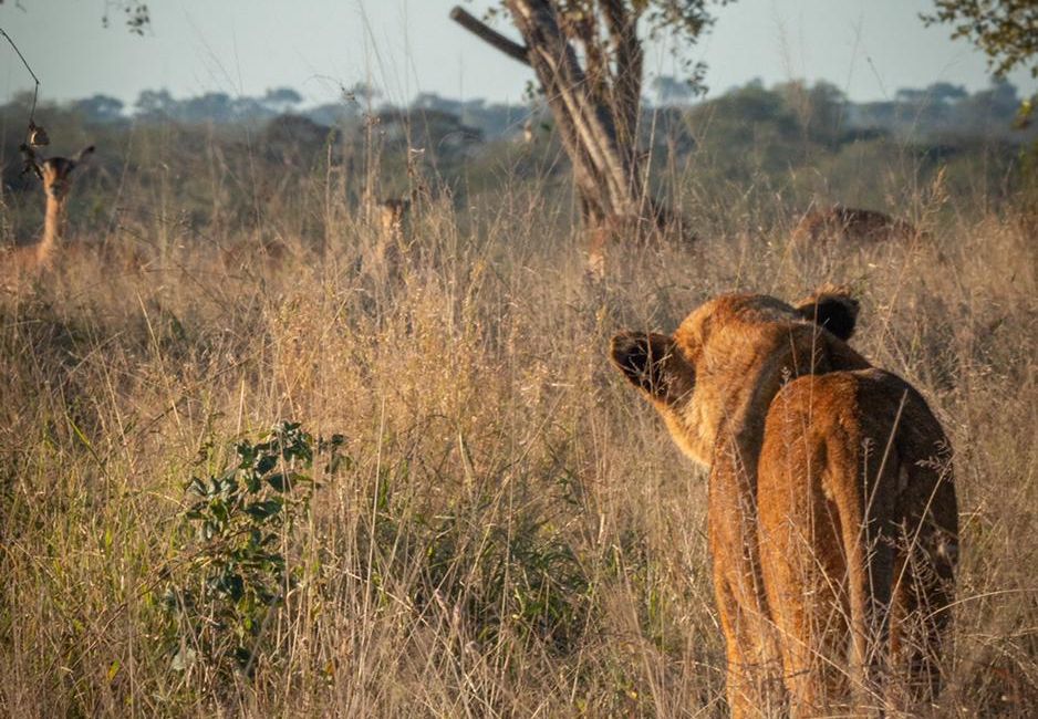 lion-standing-in-long-grass