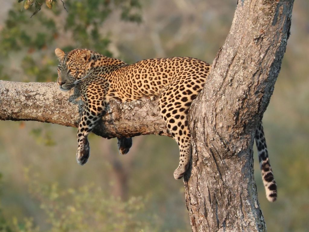 leopard-lying-in-a-tree