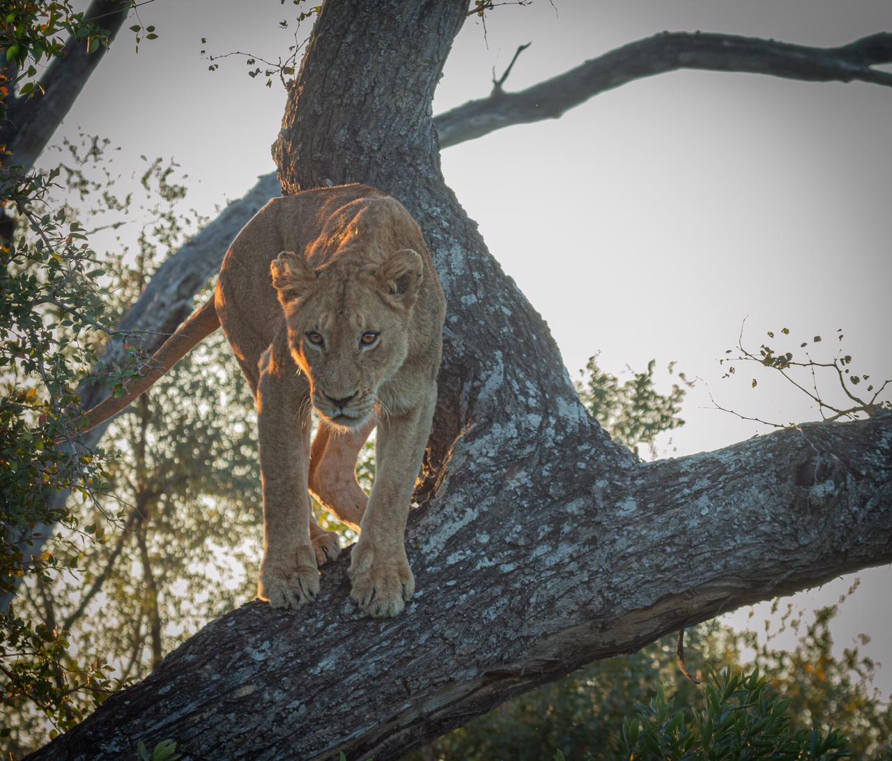 lioness-standing-in-a-tree