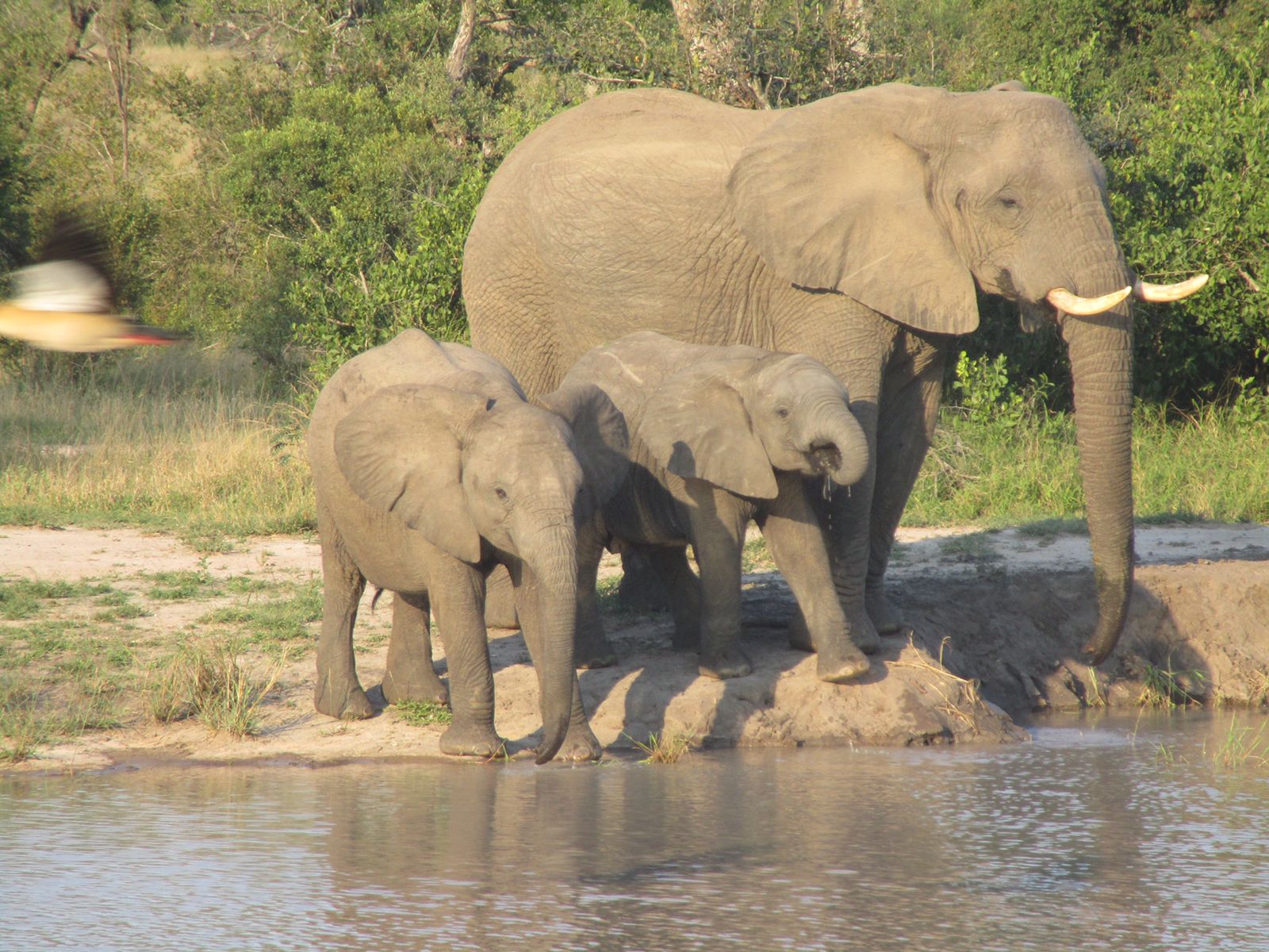 an-elephant-and-two-elephant-babies-drinking-water-at-a-dam