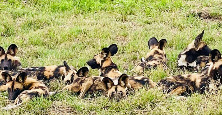 pack-of-wild-dogs-lying-on-grass