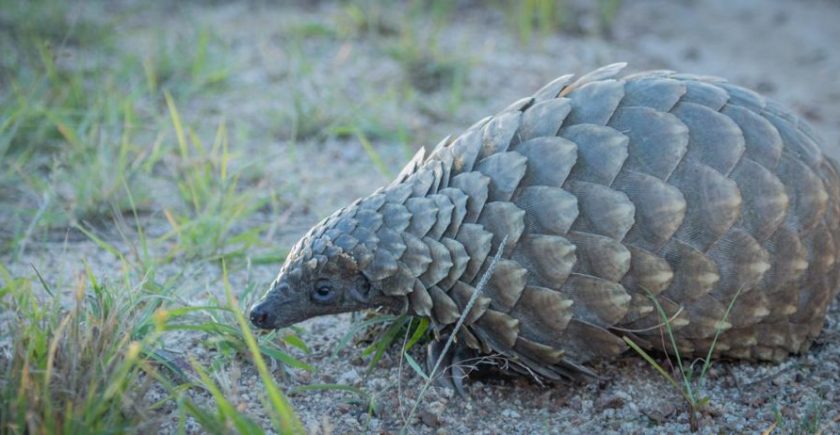 pangolin-sitting