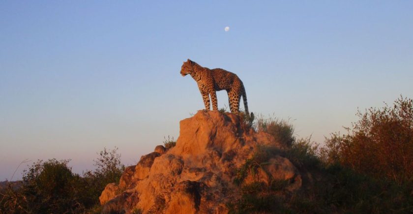 leopard-standing-on-a-termite-mound