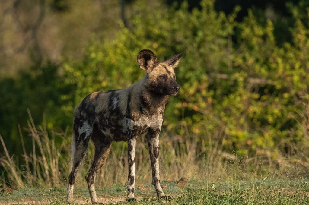 African-wild-dog-standing