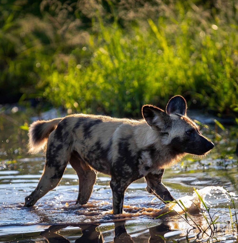 wild-dog-walking-in-water