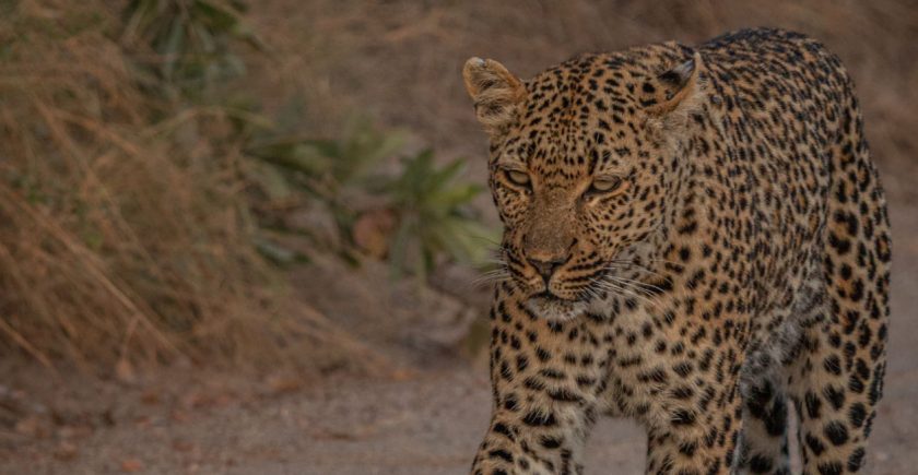 leopard-walking