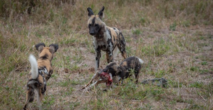 wild-dog-with-two-wild-dog-puppies-feeding-on-a-scrub-hare