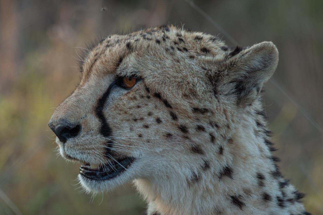 the-side-of-a-cheetah-face