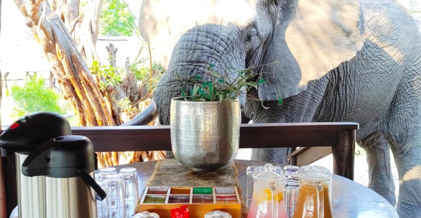 elephant-standing-behind-a-table-with-drinks-on-it