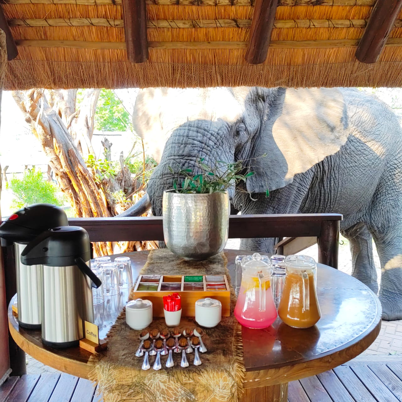 elephant-standing-behind-a-table-with-drinks-on-it