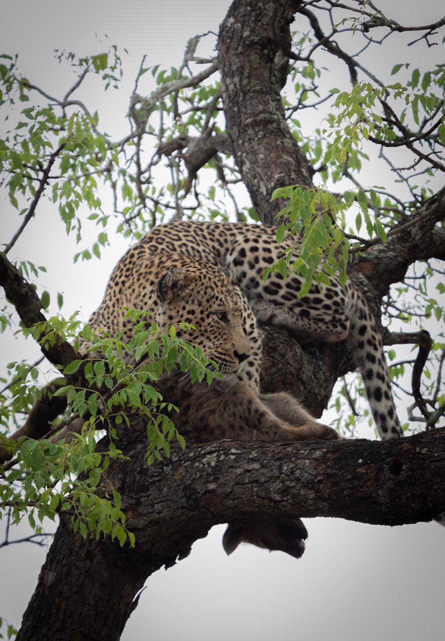 male-leopard-in-a-tree-with-a-hyena-kill