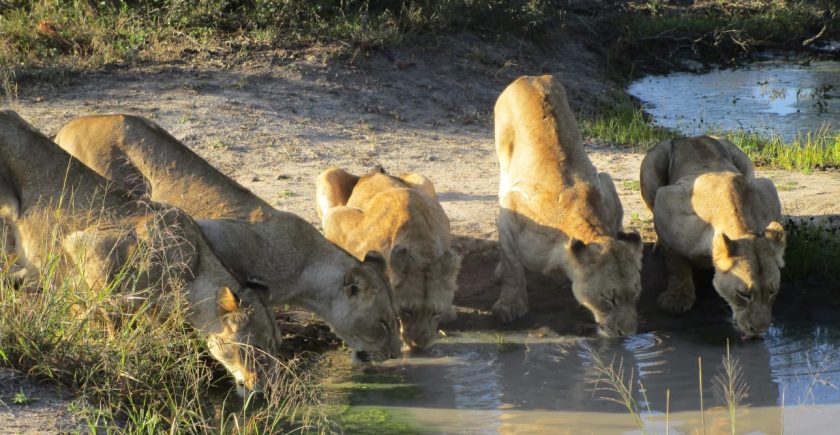 Pride of lions drinking water at a waterhole in the Sabi Sand Reserve, captured at Arathusa Safari Lodge.