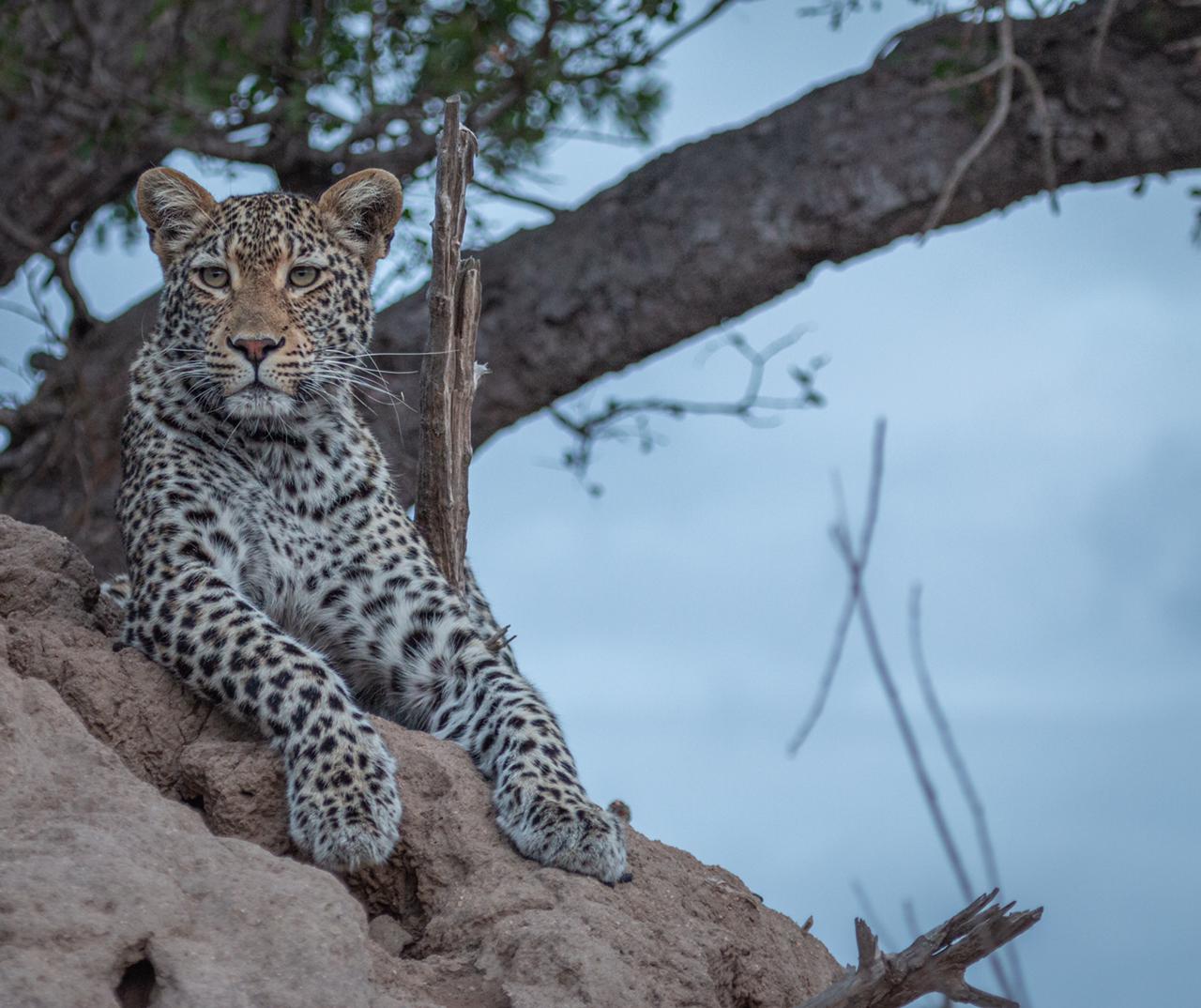 leopardess-sitting-on-a-termite-mound