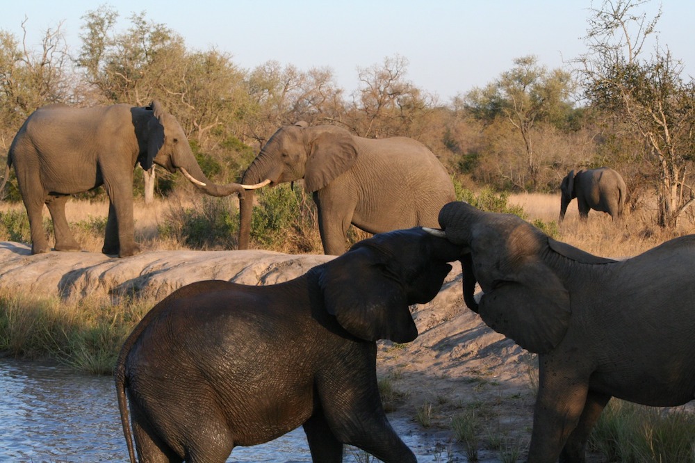 elephants-playing-by-a-waterhole