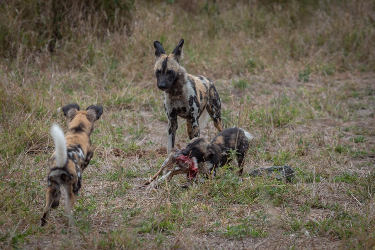 wild-dog-with-two-wild-dog-puppies-feeding-on-a-scrub-hare