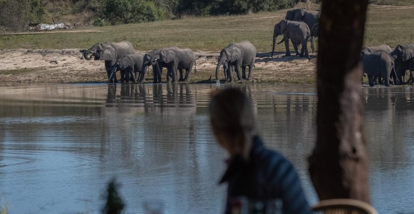 lady-looking-at-elephants-drinking