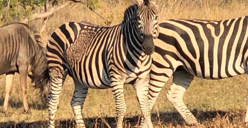 zebra-standing-with-unique-markings