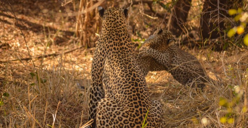 leopard-and-cubs