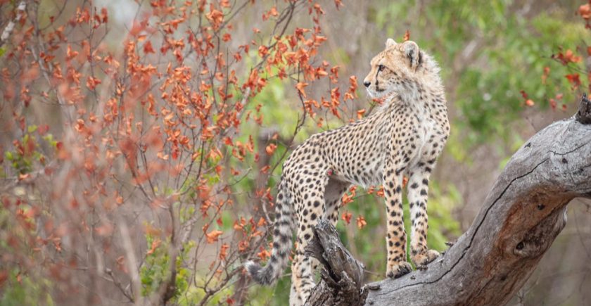 cheetah-cub-standing-on-a-tree