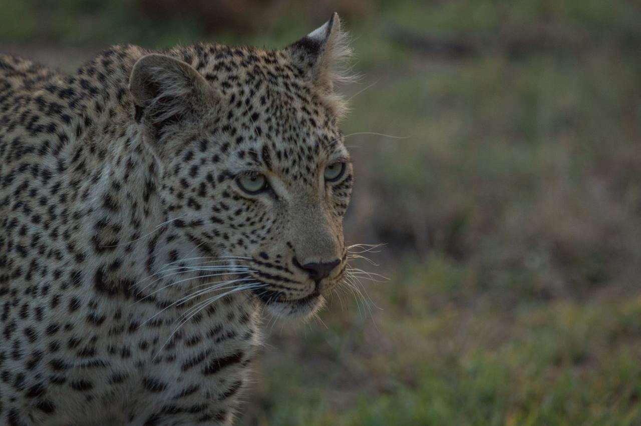 Tiyani Leopard Female