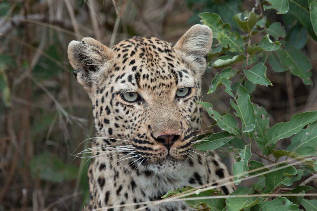 Close Leopard Encounters  Predators at Arathusa Safari Lodge