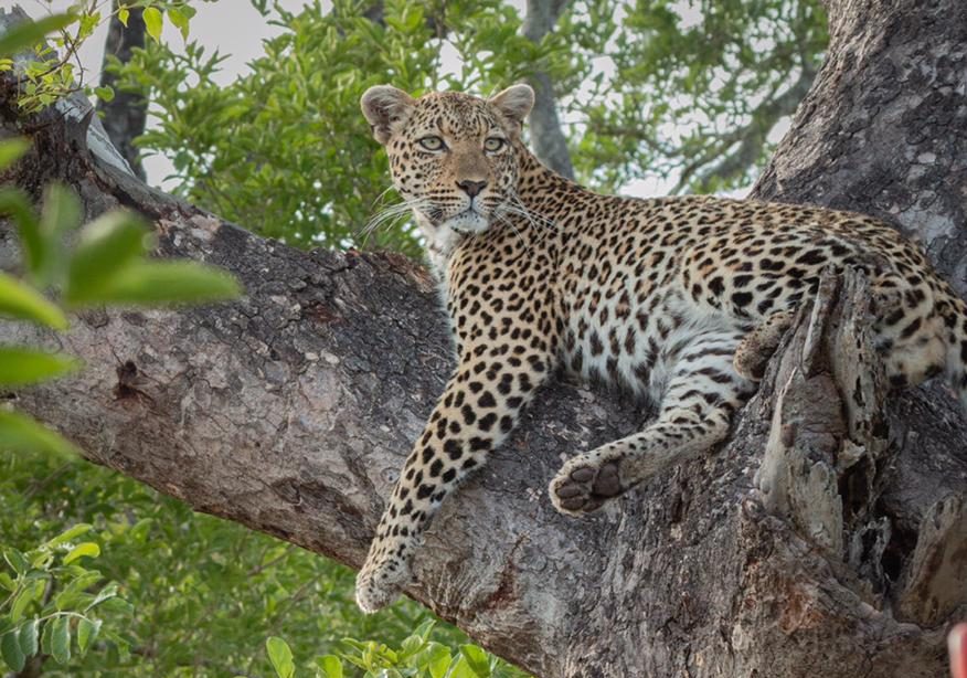 Close Leopard Encounters  Predators at Arathusa Safari Lodge