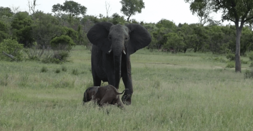 elephant-standing-over-calf