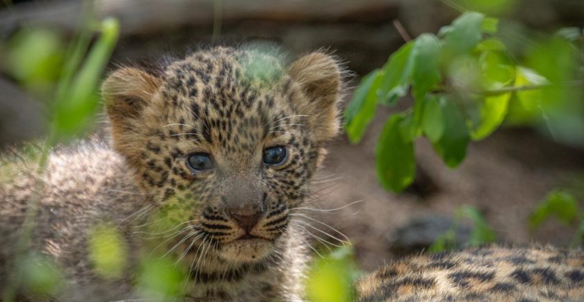 leopard-cub