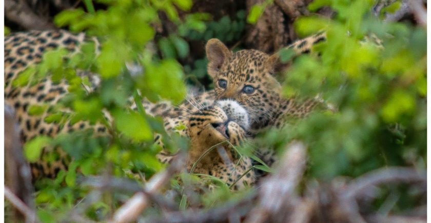 leopard-cub-with-leopardess