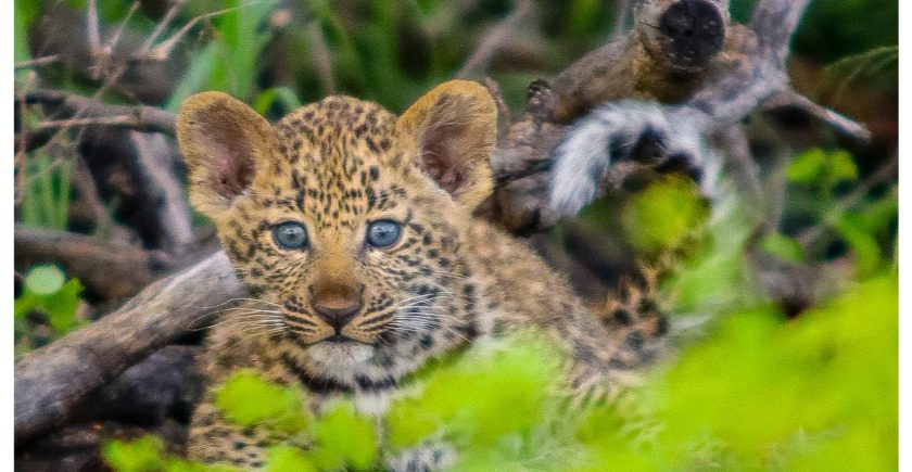 leopard-cub-with-blue-eyes